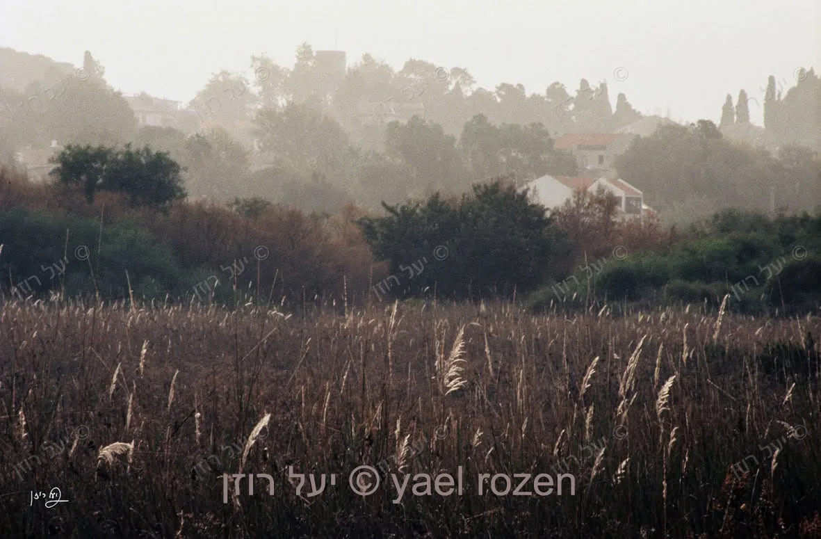 בית בנוף